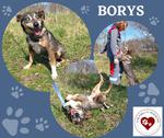 Wyjątkowy, łagodny i sympatyczny Borysek (zdjęcia)