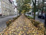Będzie więcej zieleni w centrum Leszna. Prace pielęgnacyjne obejmą drzewa na promenadach Leszna