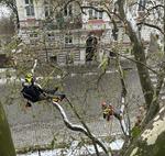 Widowiskowa pielęgnacja drzew w Lesznie. Alpiniści wdrapali się drzewa rosnące na placu Kościuszki