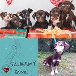 Cudowne psie dzieciaki i mama do adopcji