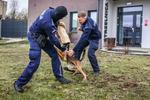 ,,Wulkany energii'' na służbie w leszczyńskiej policji. Lepiej ich nie drażnić. Zobaczcie jakie psy mają policjanci z Leszna