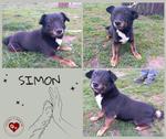 Mały i spokojny Simon