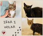 Irka i Wolka szukają nowego domu (zdjęcia)