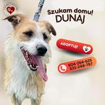 Energiczny Dunaj szuka domu (zdjęcia)