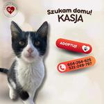 Kasja szuka domu!