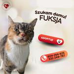 Fuksja czeka na swój dom!