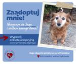 Jaga szuka nowego domu!