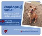 Słodki Goferek szuka domu!