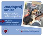Pysio szuka kochającego domu