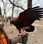 Ponowne płoszenie gawronów