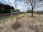 Nowe nasadzenia drzew w Lesznie i pielęgnacja zieleni