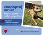Stefek szuka domu!