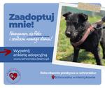 Reks szuka towarzysza!