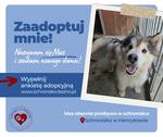 Max szuka domu!