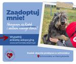 Uroczy Kostek szuka domu