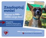Młodziutka Miłka szuka domu!