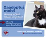 Guzik szuka domu!