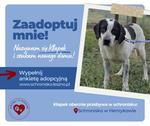 Kłapek szuka domu