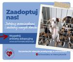 Cudowne szczeniaki szukają domów!