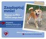 Aleksa szuka nowego domu