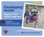 Dejzi szuka domu