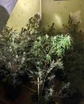 Policjanci zlikwidowali nielegalną uprawę marihuany