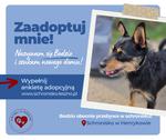Bodzio szuka swojego domu