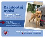 Konor szuka nowego domu